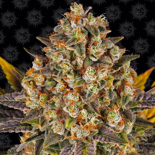 Barney's Farm Banana Punch