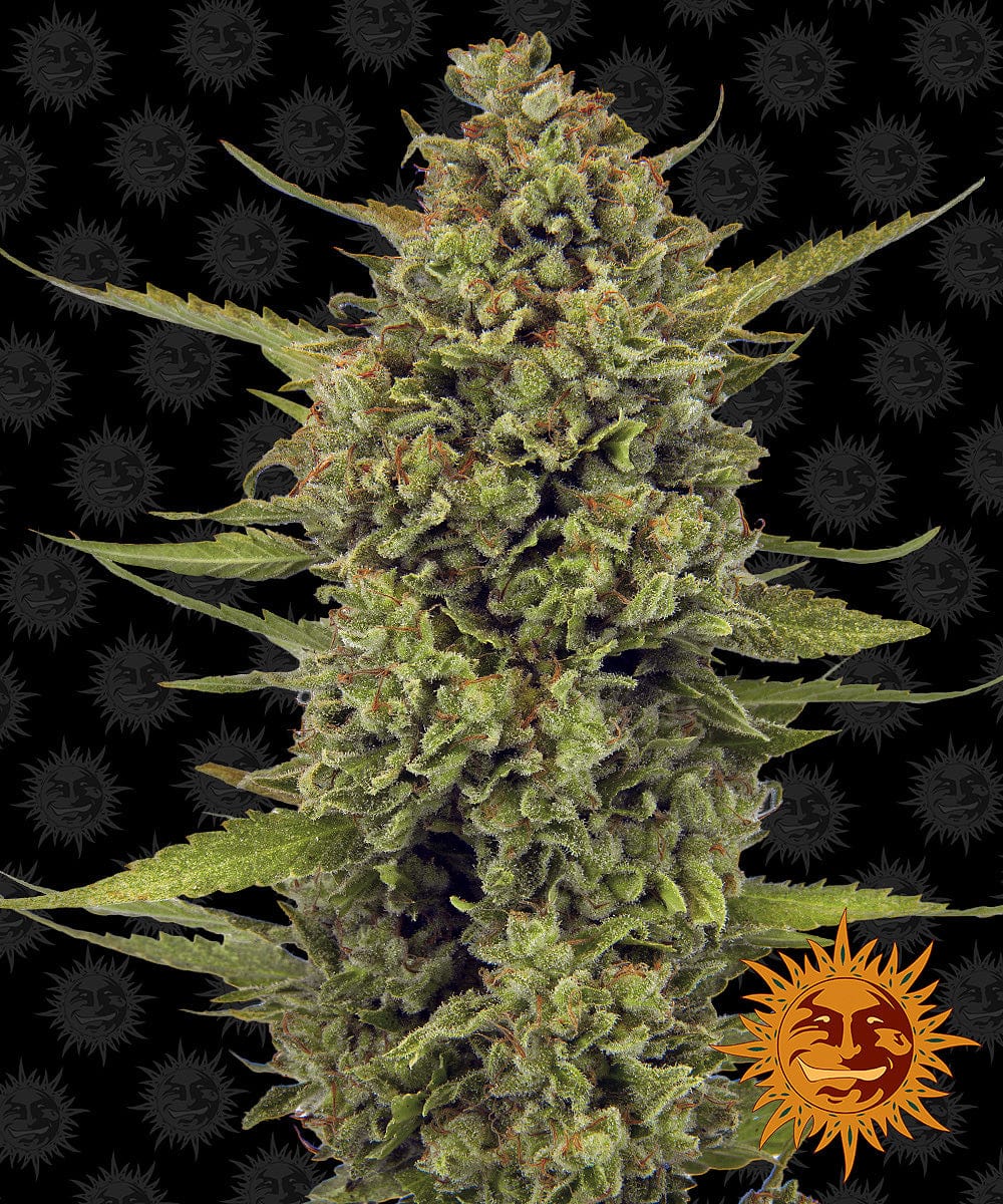 Barney's Farm Acapulco Gold