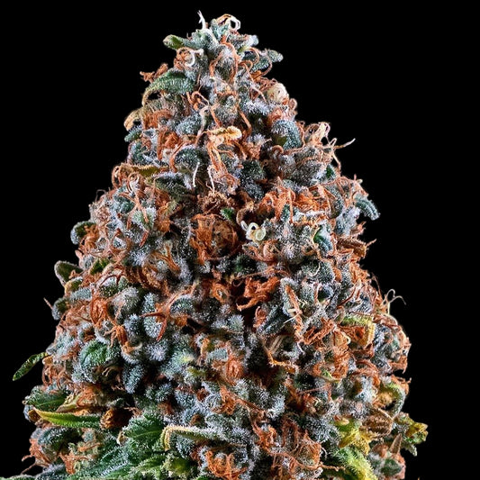 Barney's Farm Critical Kush