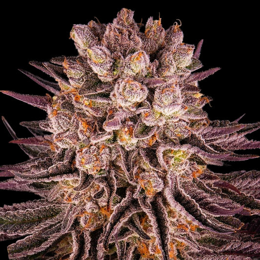 Barney's Farm Mimosa x Orange Punch