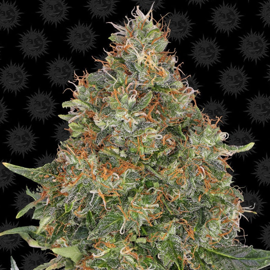 Barney's Farm Pineapple Express Auto